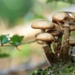 Fun Facts About Fungi
