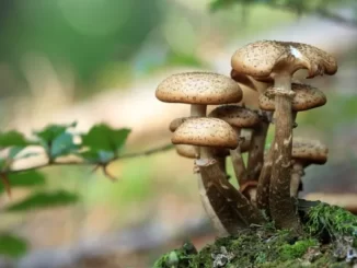 Fun Facts About Fungi