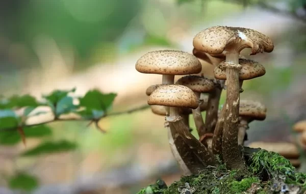 Fun Facts About Fungi