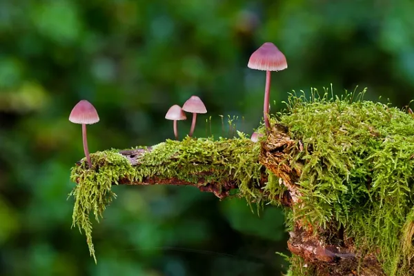 facts about fungi