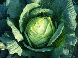 Facts About Cabbage