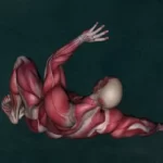 Interesting Facts About the Muscular System