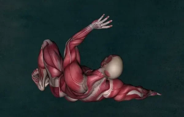 Interesting Facts About the Muscular System