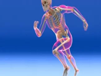 Fun Facts About the Skeletal System