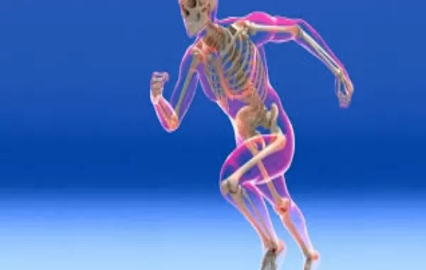 Fun Facts About the Skeletal System