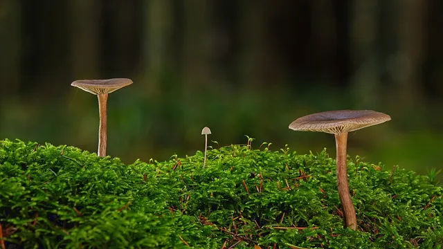 interesting fungi facts