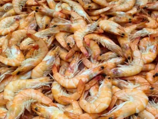 Fun Facts About Shrimp