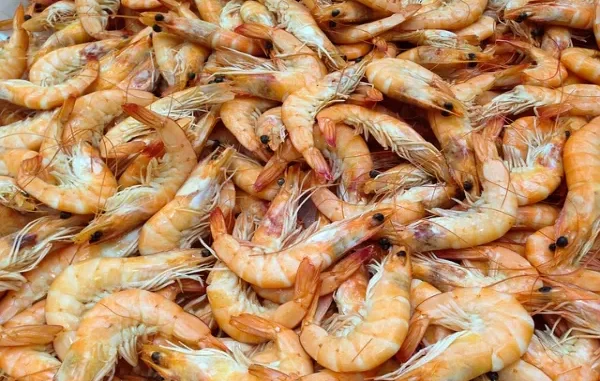 Fun Facts About Shrimp