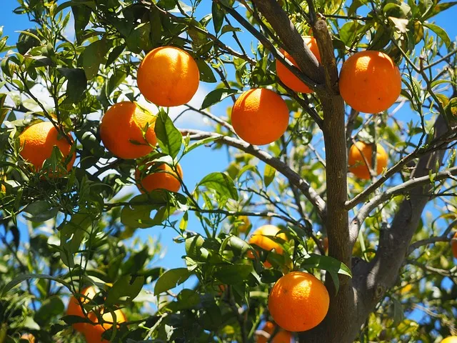 interesting facts about oranges