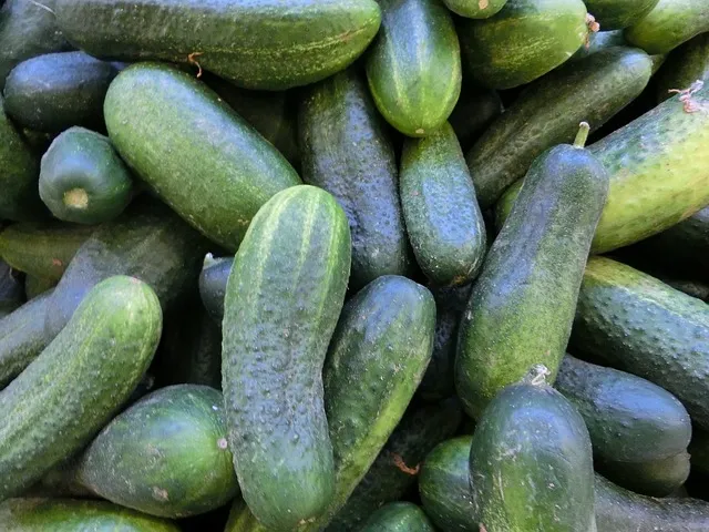 interesting facts about cucumbers