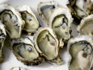 Fun Facts About Oysters