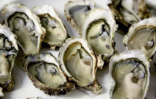 Fun Facts About Oysters