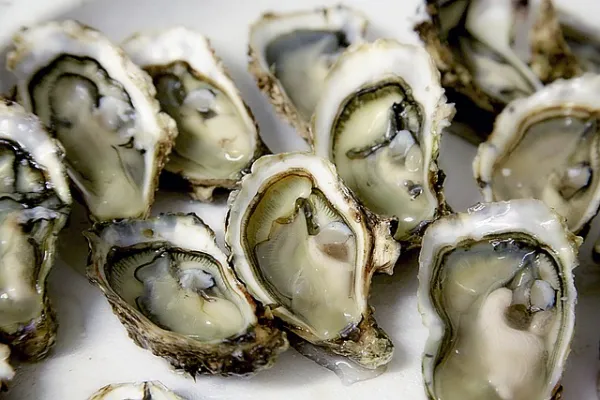Oysters facts