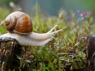 Interesting Facts About Snails