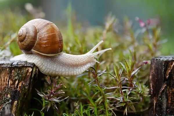 Facts About Snails