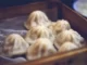 Facts about dumplings