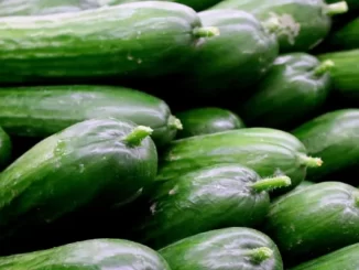 Fun Facts About Cucumbers