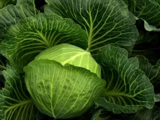Fun Facts About Cabbage