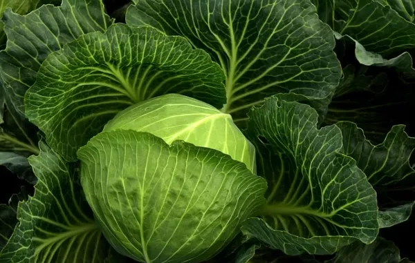 Fun Facts About Cabbage