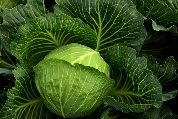 Cabbage facts