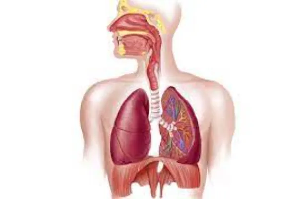 Respiratory System