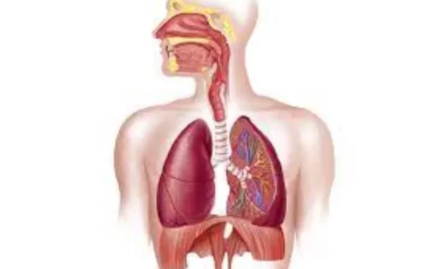 Fun Facts About the Respiratory System