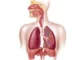 Fun Facts About the Respiratory System