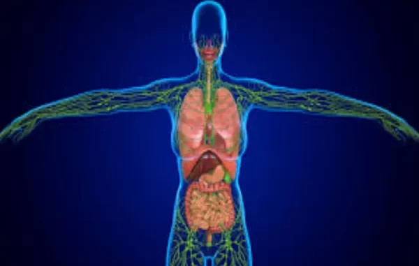 Fun Facts About the Lymphatic System