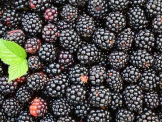 Fun Facts About Blackberries