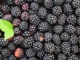 Fun Facts About Blackberries