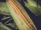 Fun Facts About Corn