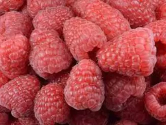 Fun Facts About Raspberries