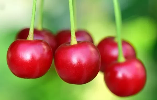 Interesting Facts About Cherries