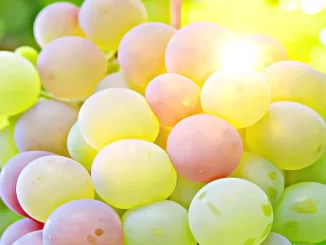 Interesting facts about grapes