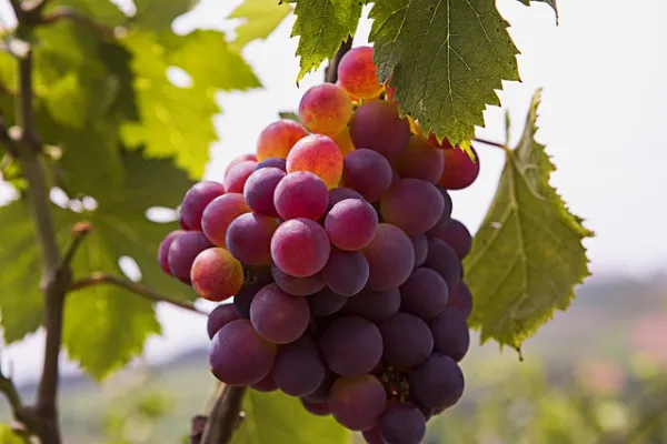 grape facts
