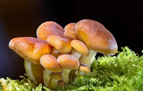 Fun facts about mushrooms