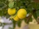 Fun Facts About lemons