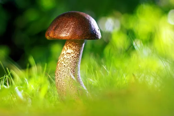 facts about mushrooms