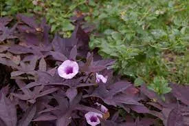Sweet potato plant with purple flowers