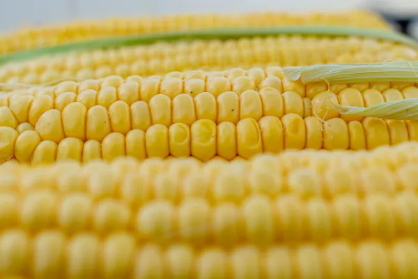 interesting corn facts