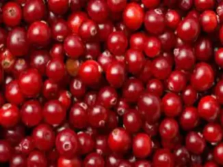 Fun Facts About Cranberries
