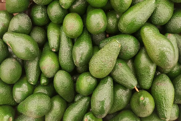 fun facts about avocado