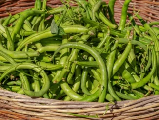 Fun Facts About Green Beans