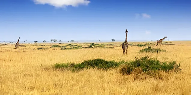 Masai Mara National Reserve - vast savanna plains