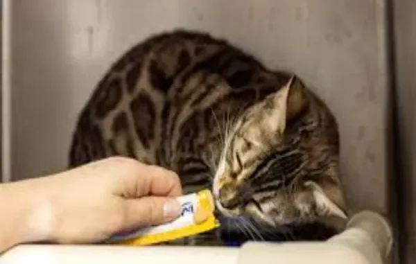 How CBD May Help Cats with Seasonal Discomfort