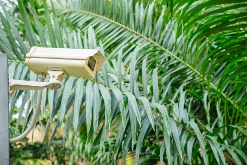 A surveillance camera is mounted outdoors amidst green palm leaves, symbolizing security and the legal implications of video monitoring.