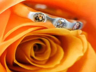 Three-stone engagement ring with round cut diamonds nestled in the petals of a vibrant orange rose.