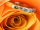 Three-stone engagement ring with round cut diamonds nestled in the petals of a vibrant orange rose.