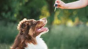 A brown and white Australian Shepherd looking up expectantly at a hand holding a dropper, ready to receive a supplement.