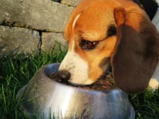 A beagle dog with brown, white, and black fur eating kibble from a silver bowl outdoors on green grass.